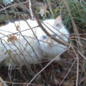 Meet your Posher, Alice